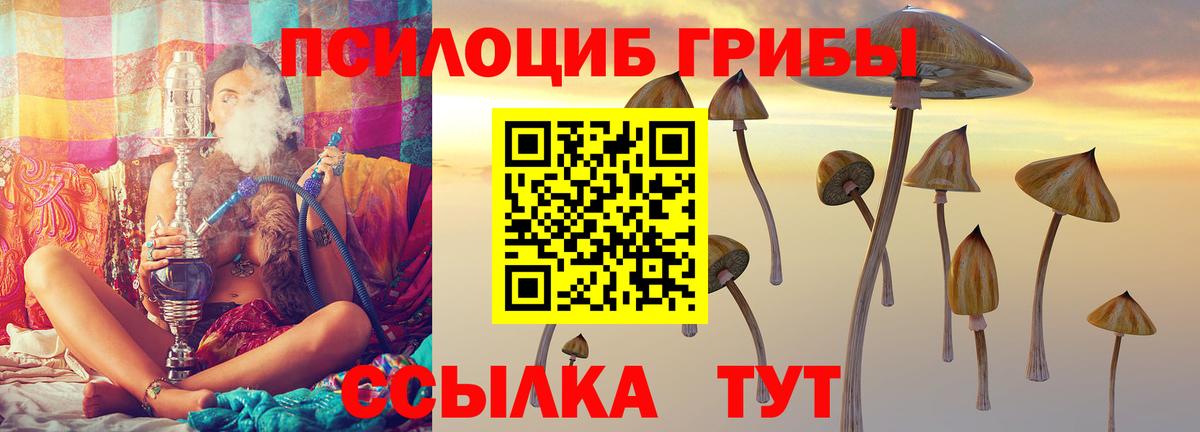 Богданович  Псилоцибиновые грибы Psilocybe  где найти   Вход с VPN 